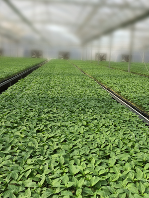 ���I����